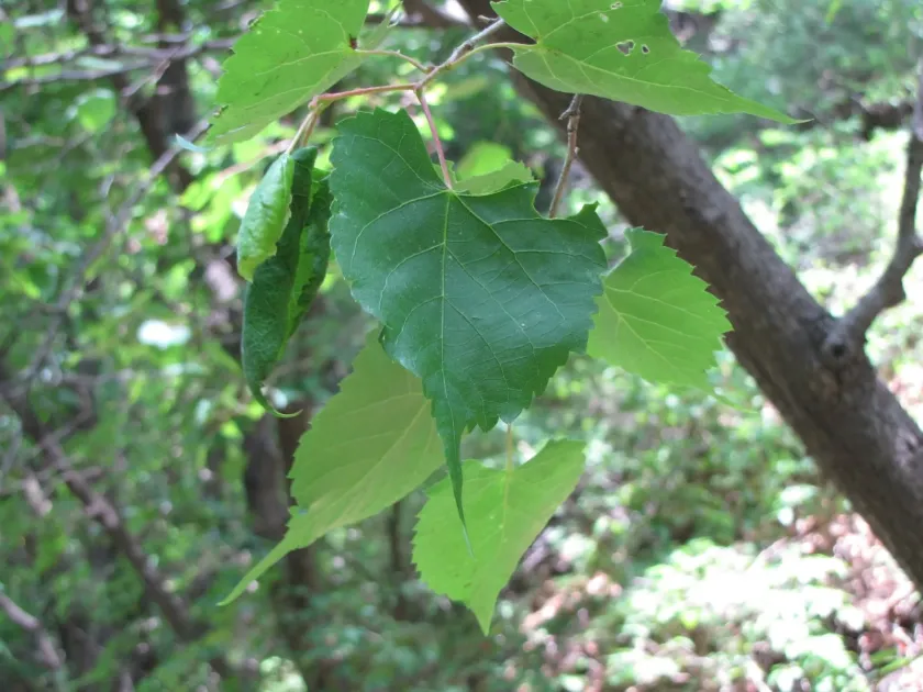 Mongolian linden