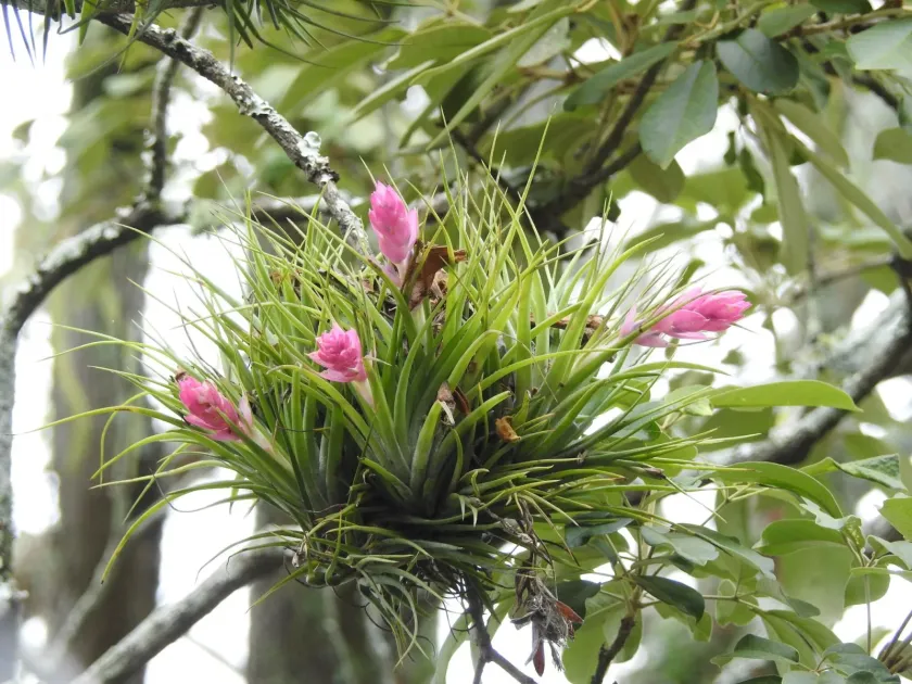 Tillandsia stricta