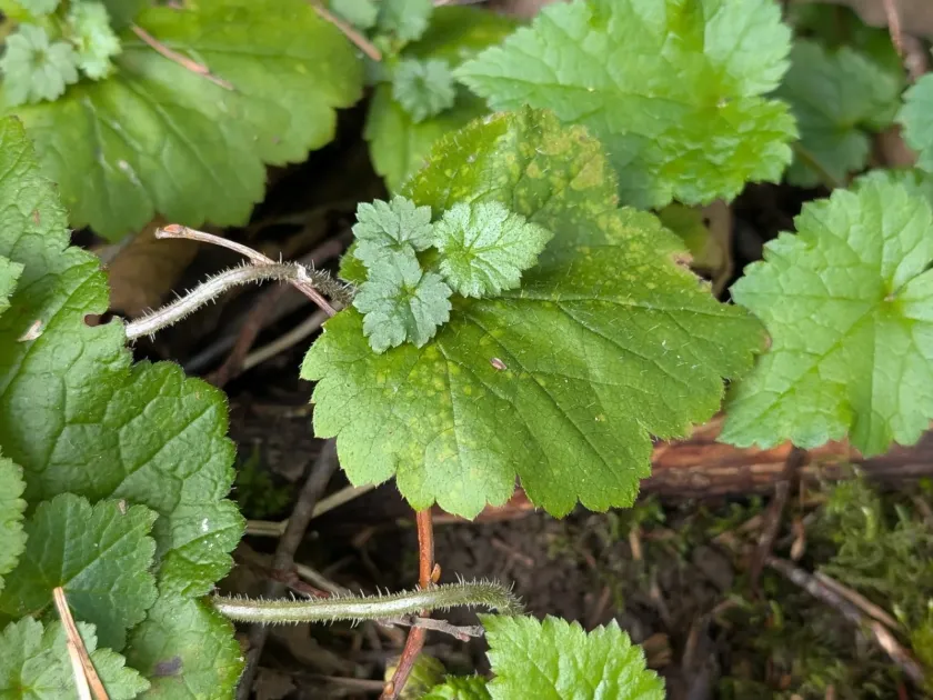 Tolmiea menziesii