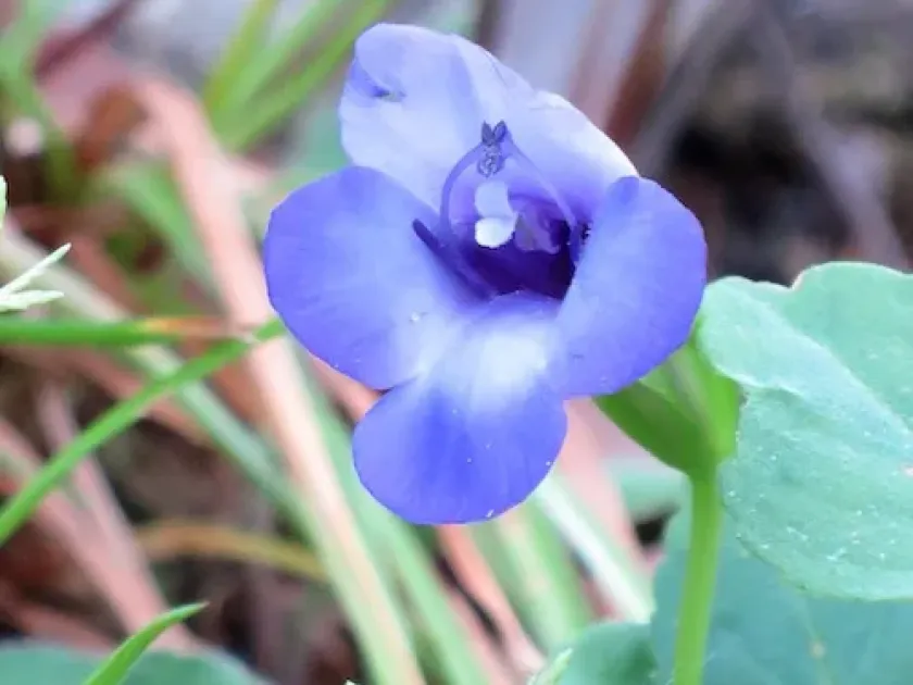 Torenia concolor