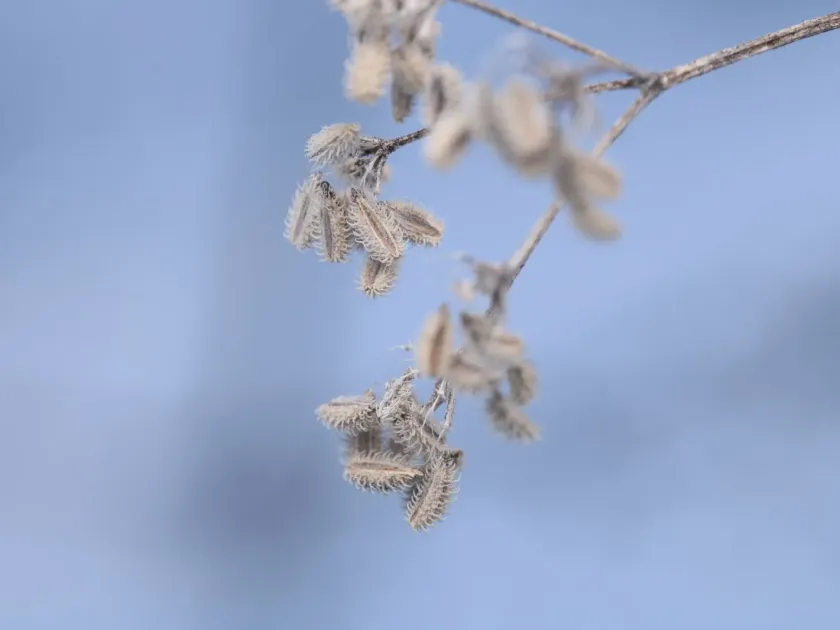 Upright hedge parsley
