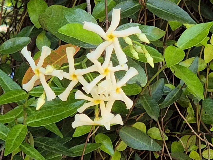 Asiatic jasmine