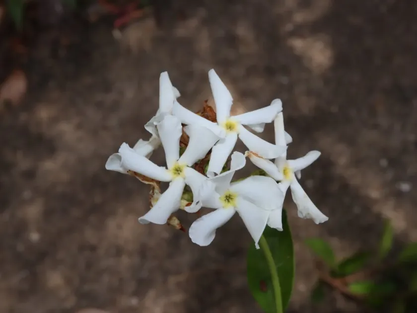 Trachelospermum jasminoides