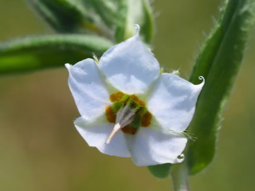 Indian borage