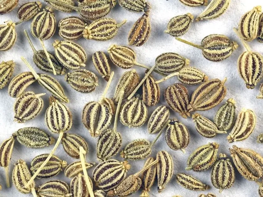 Ajwain