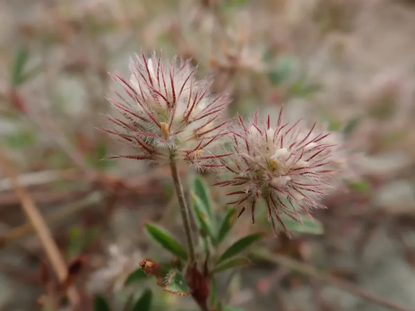 Harefoot clover