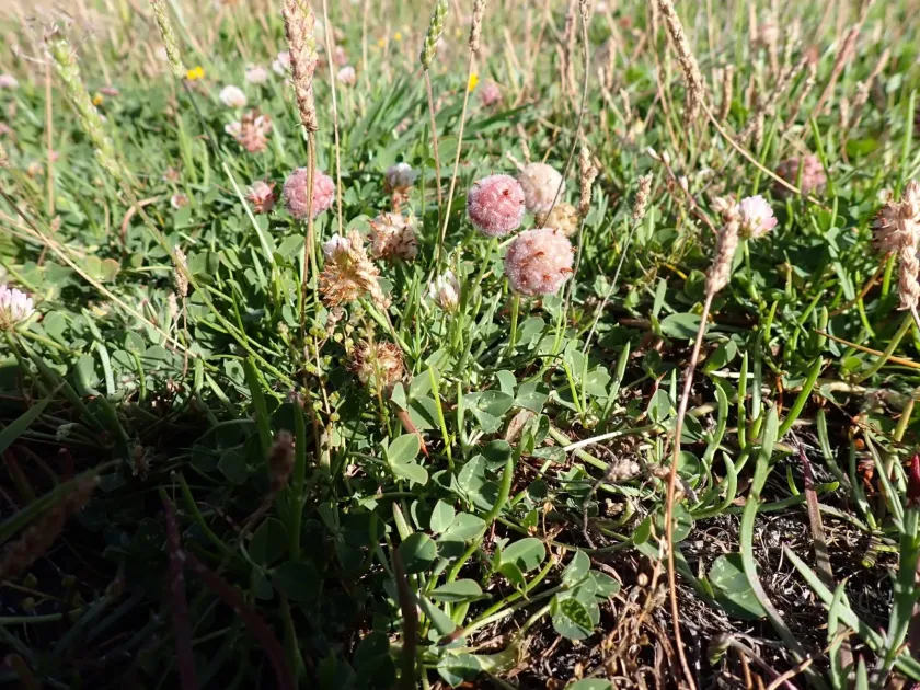 Strawberry clover