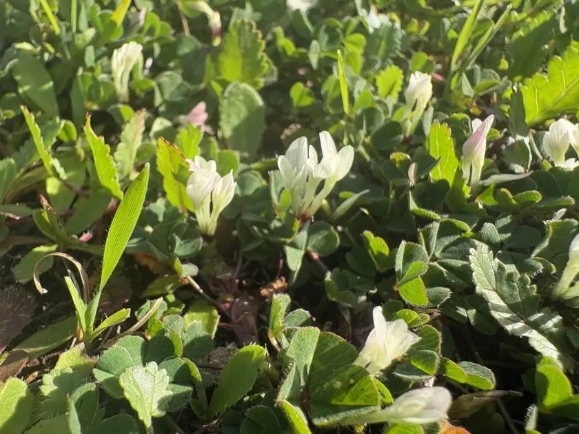 Subterranean clover