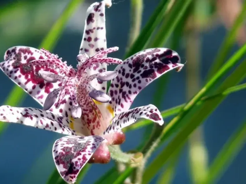 Hybrid Toad Lily