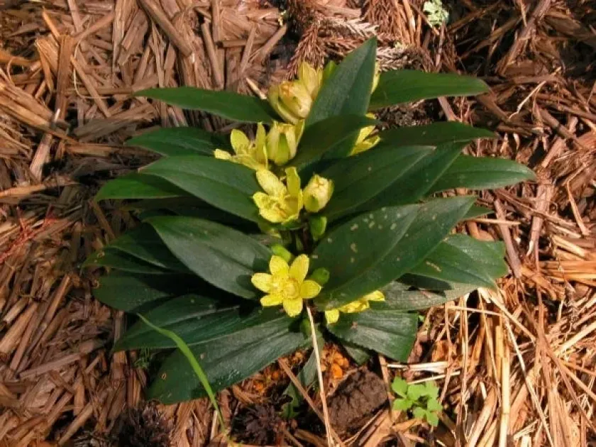 Dwarf Toad Lily