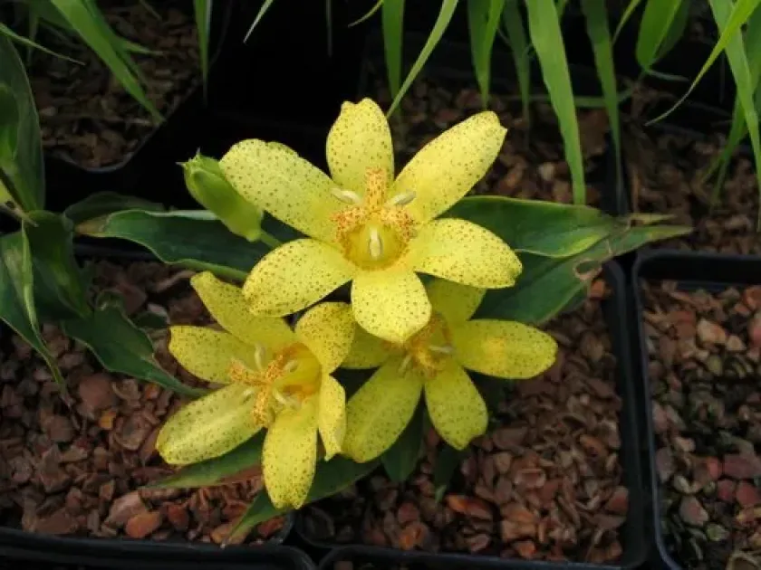Tricyrtis ohsumiensis