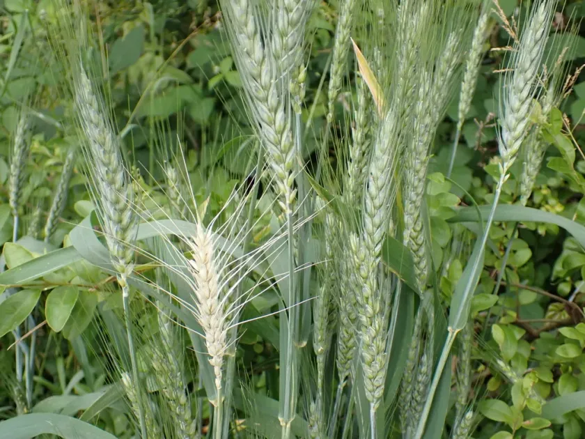 Winter wheat