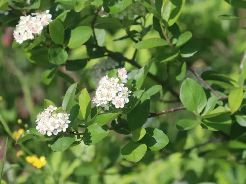 Aronia mitschurinii