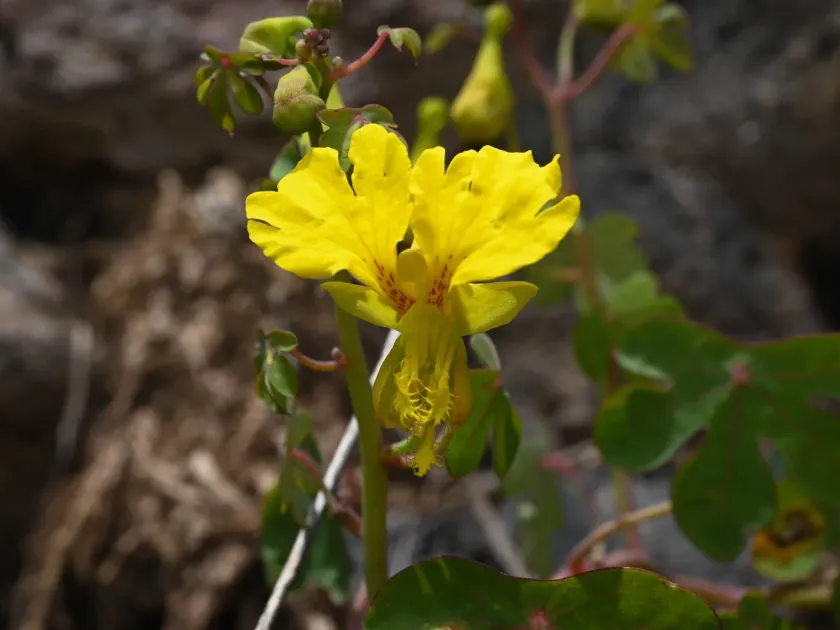 Canary creeper