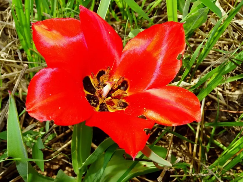 Foster's Tulip
