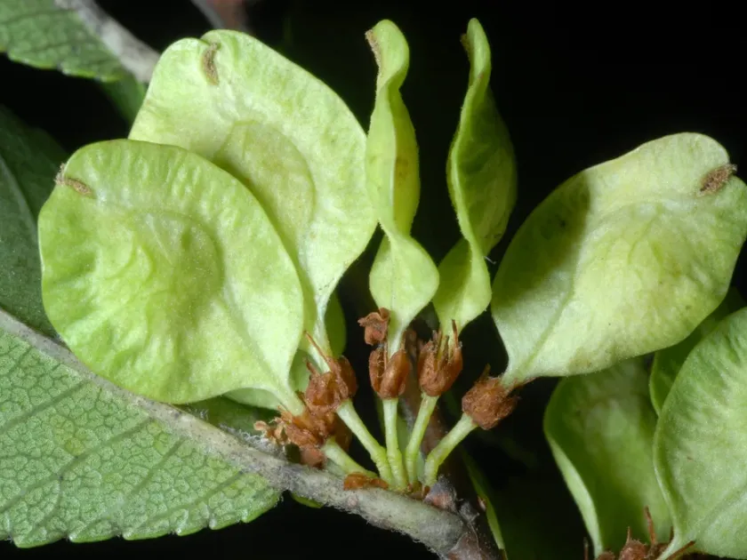 Dutch elm