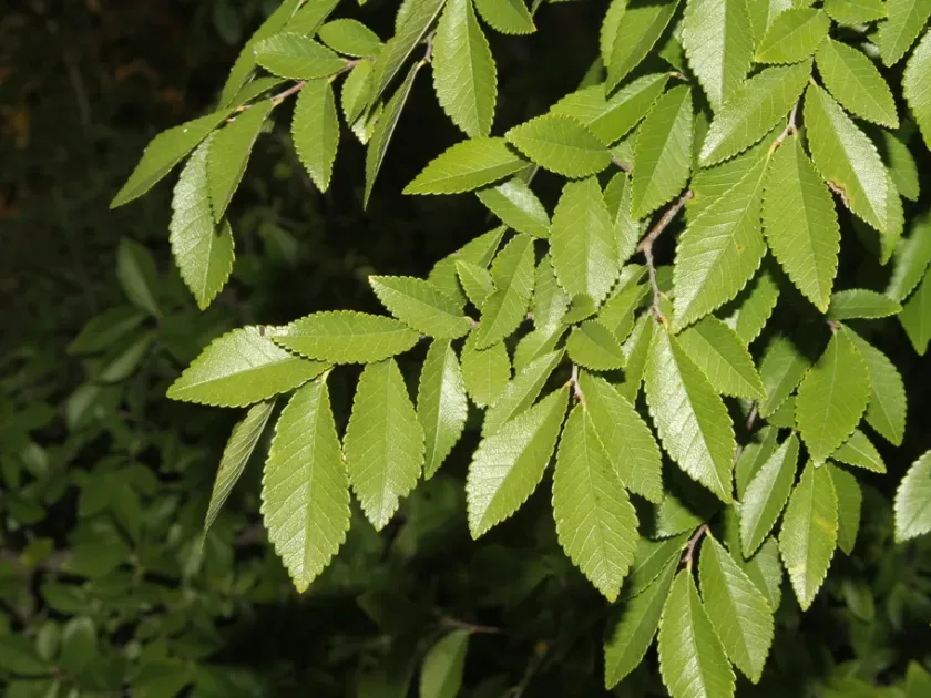 Chinese elm