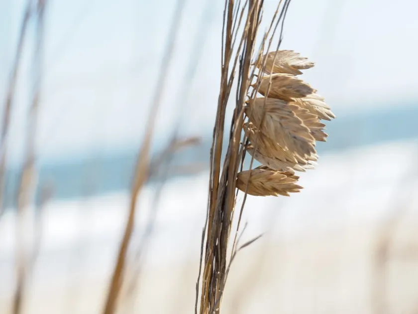 Sea oats