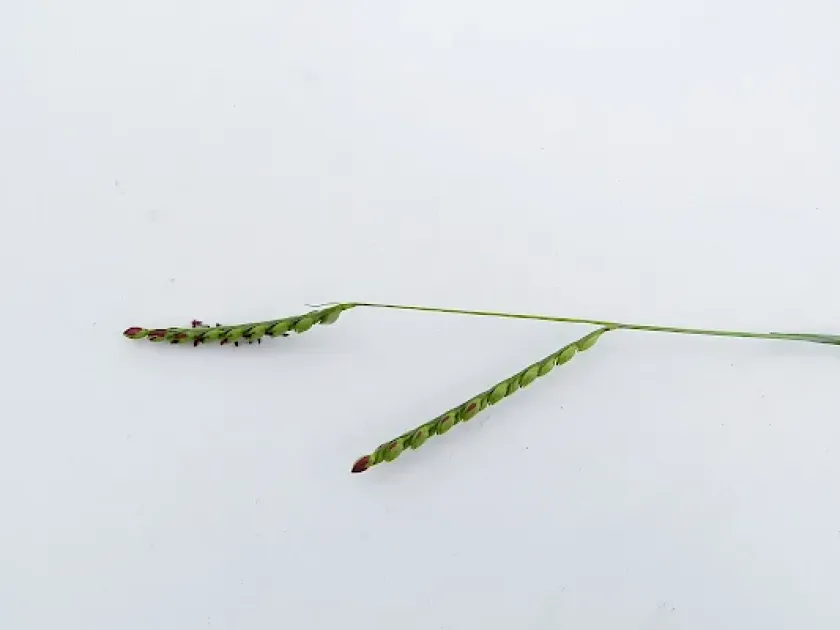 Urochloa dictyoneura