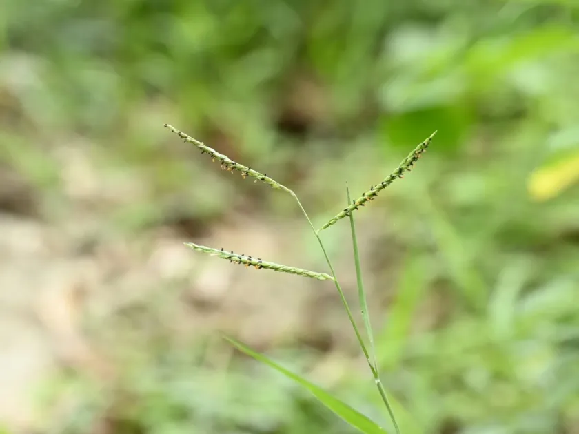 Urochloa glumaris