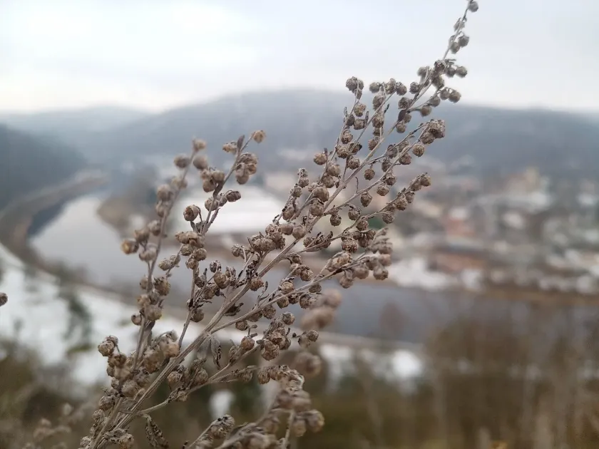 Полин гіркий