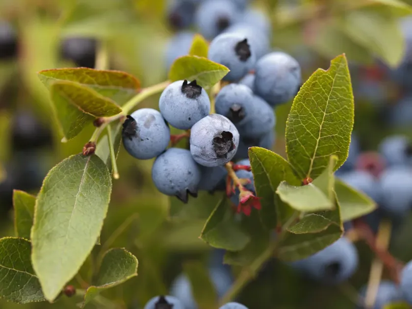 Half-highbush blueberry