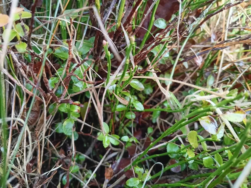 Bilberry