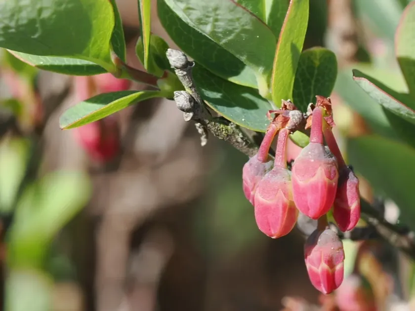 Bog bilberry