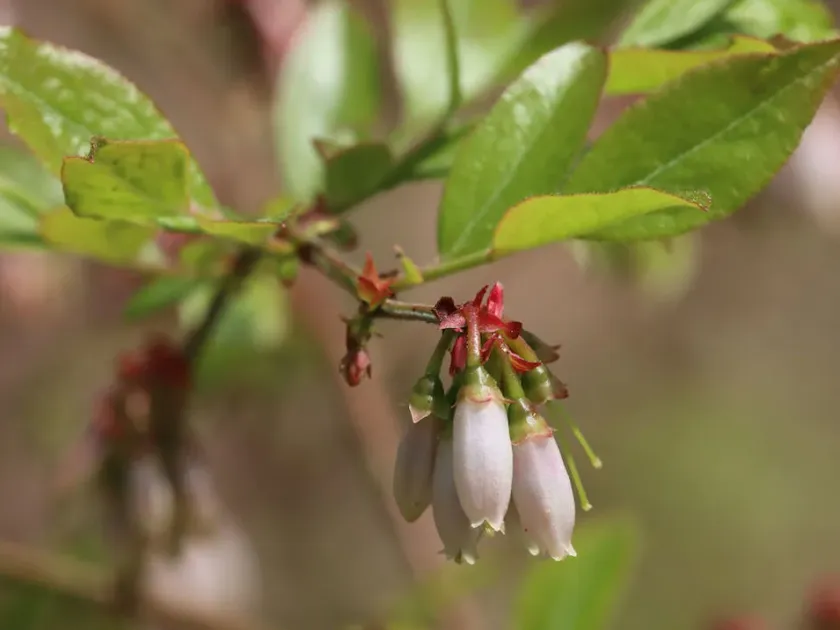 Rabbit-eye blueberry