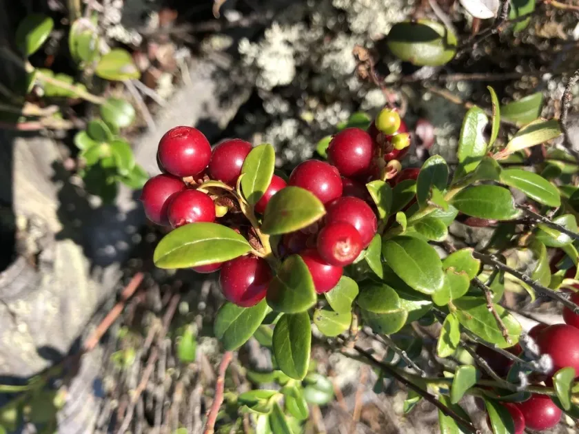 Lingonberry
