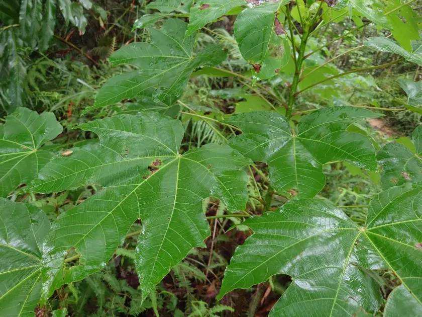 Wood oil tree