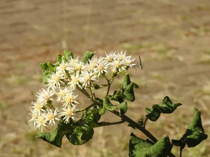 Vernonia colorata