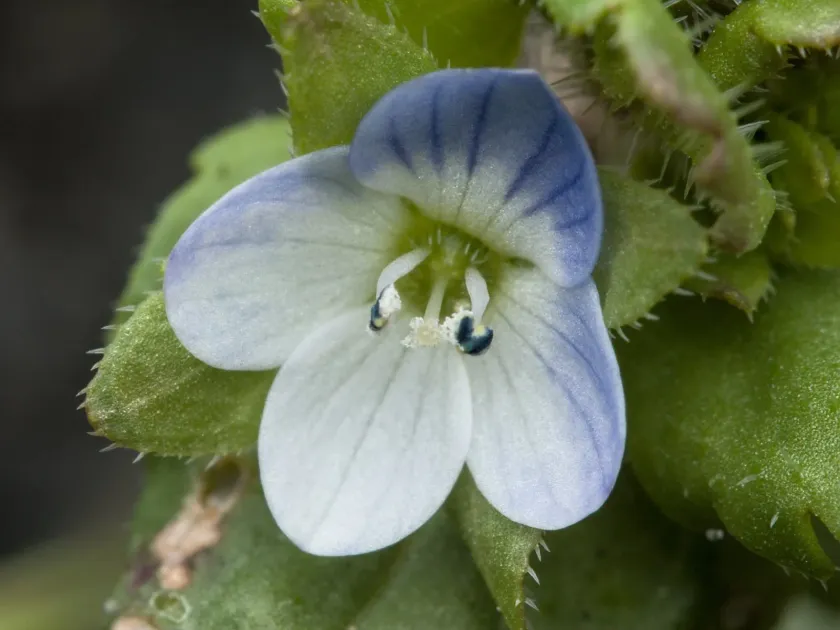 Green field-speedwell