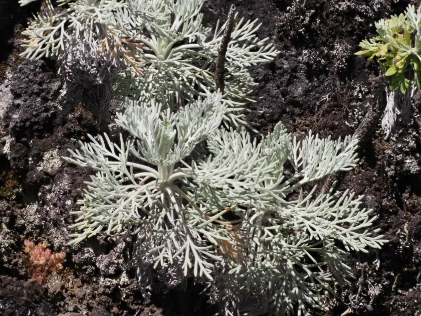 Maui wormwood