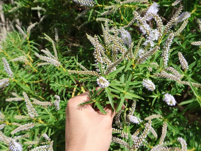 Veronica parviflora