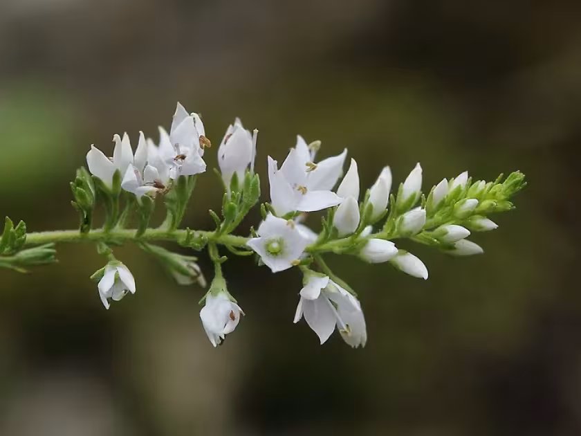 Veronica pyrethrina