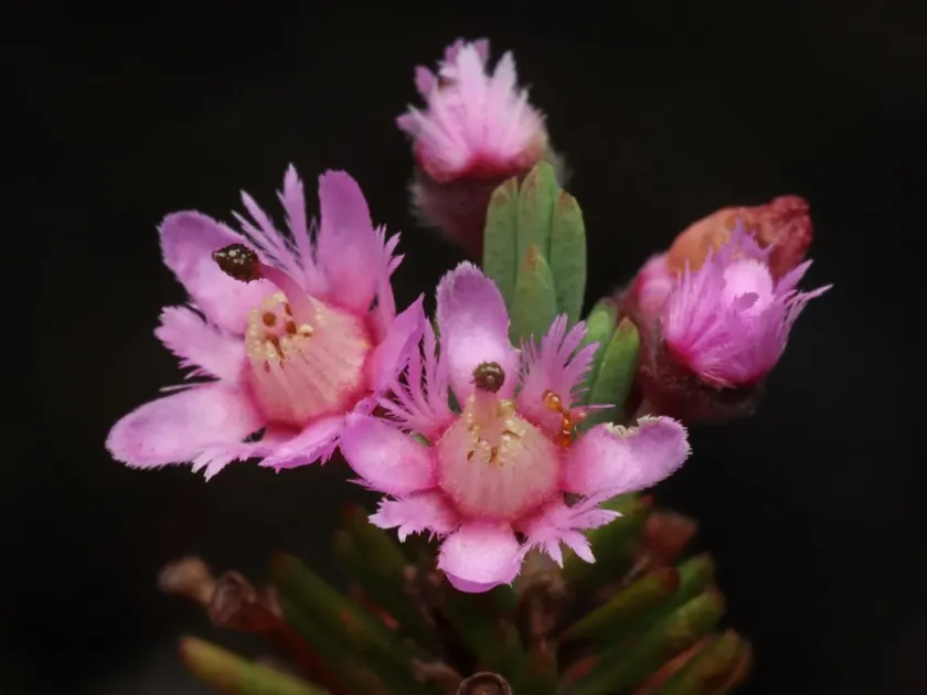 Verticordia plumosa x Chamelaucium ciliatum