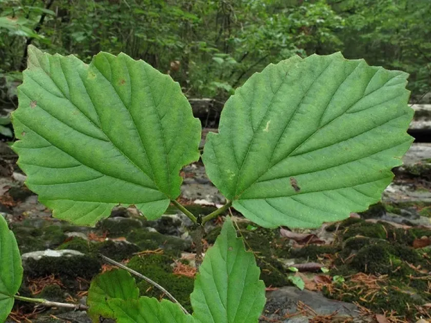 Bracted viburnum