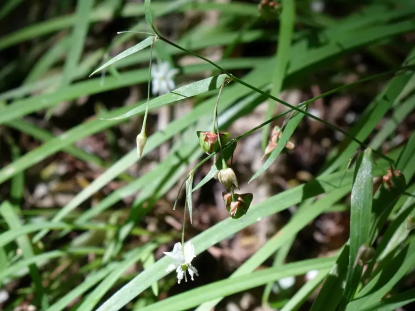 Arthropodium candidum