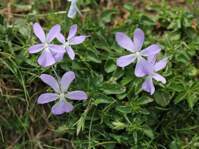 Horned violet