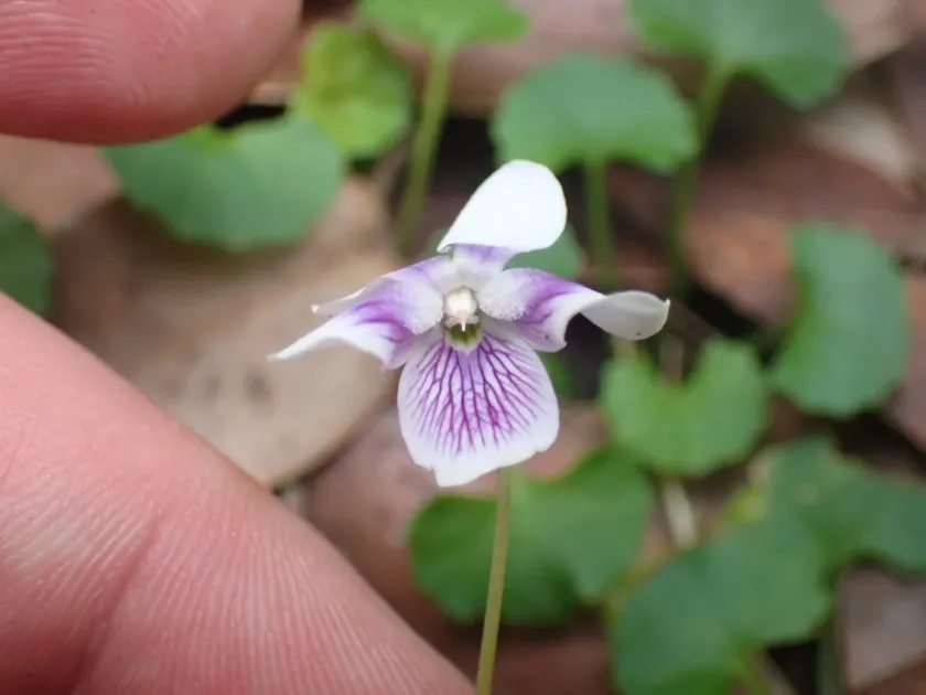 Ivy-leaved violet
