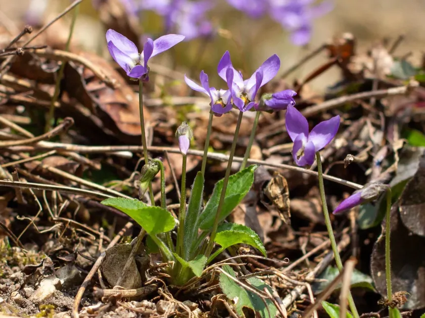 Hairy violet