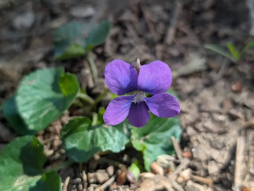 Dooryard violet