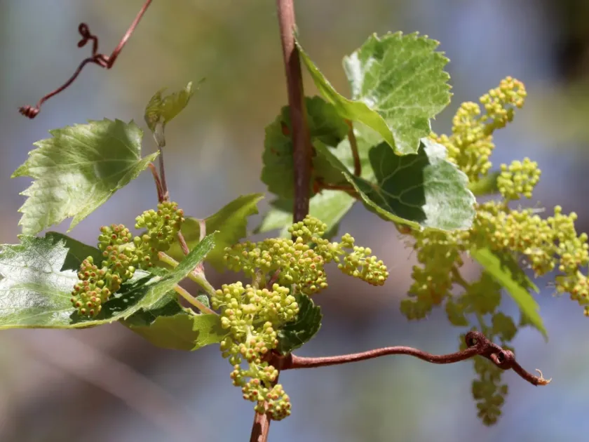 Maple-leaf grape