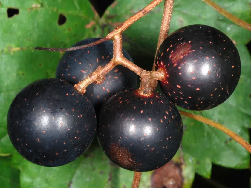 Гібрид Vitis rotundifolia та Vitis rupestris