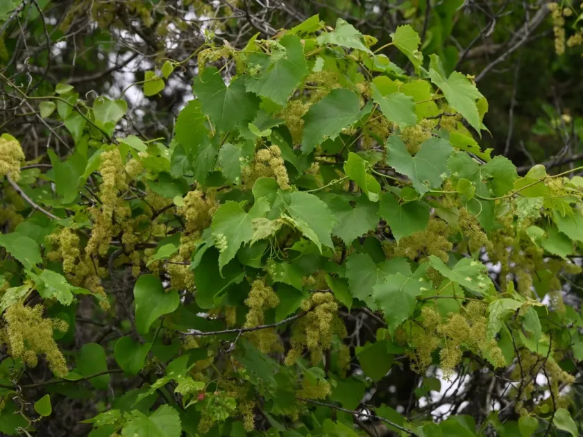 Fox grape