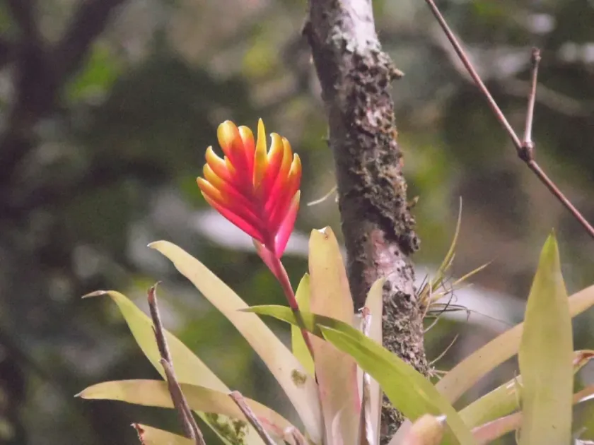 Vriesea-Tillandsia
