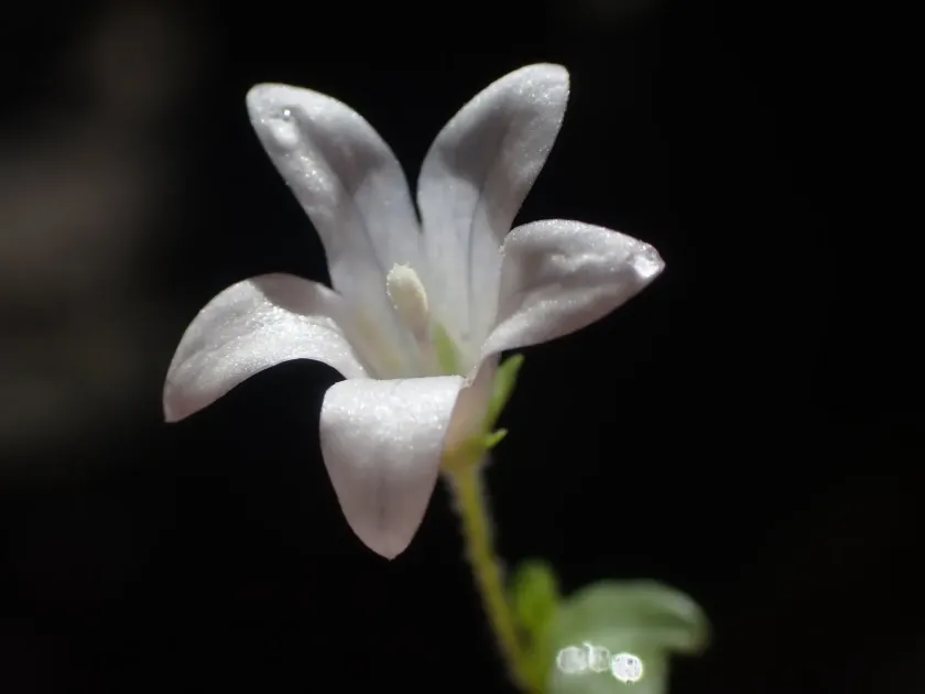 Wahlenbergia procumbens