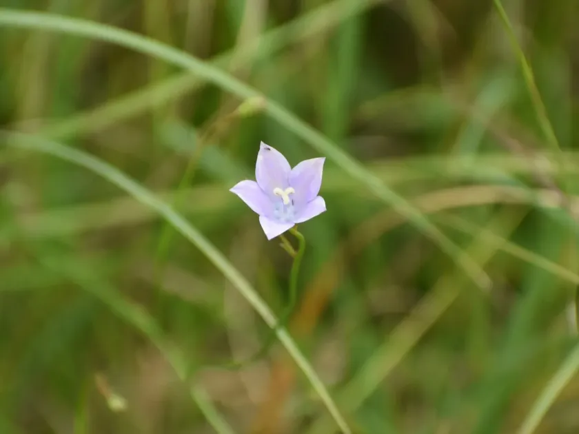 Wahlenbergia undulata