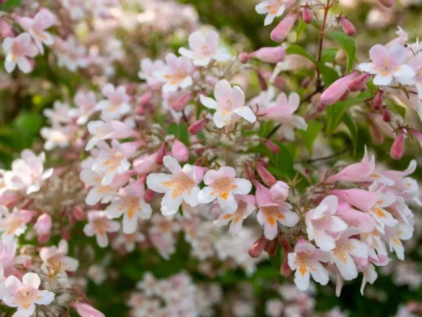 Weigela hortensis
